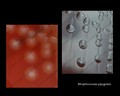 streptococcus pyogenes